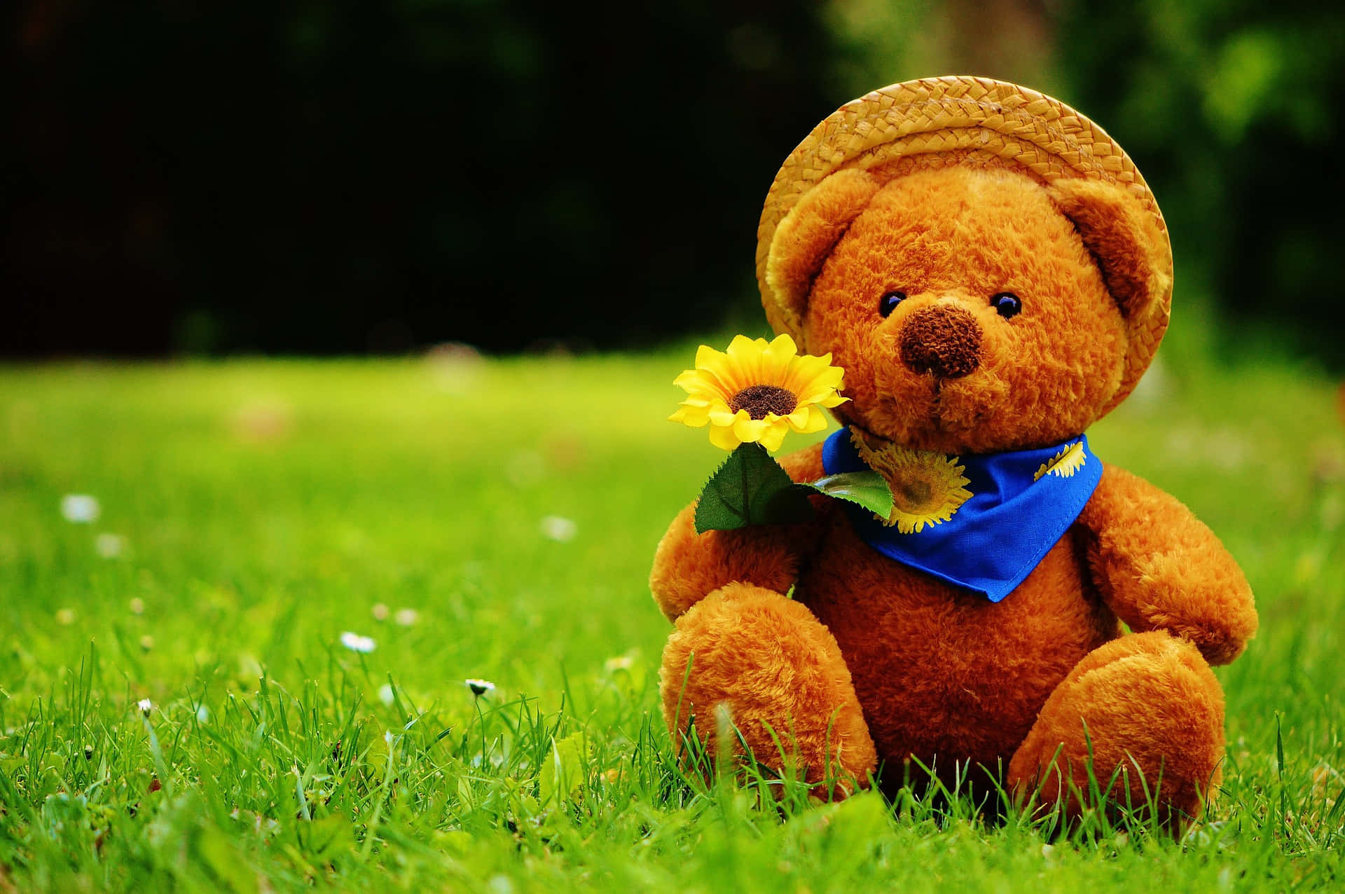 Enbrun Teddybjörn Som Sitter På Gräset