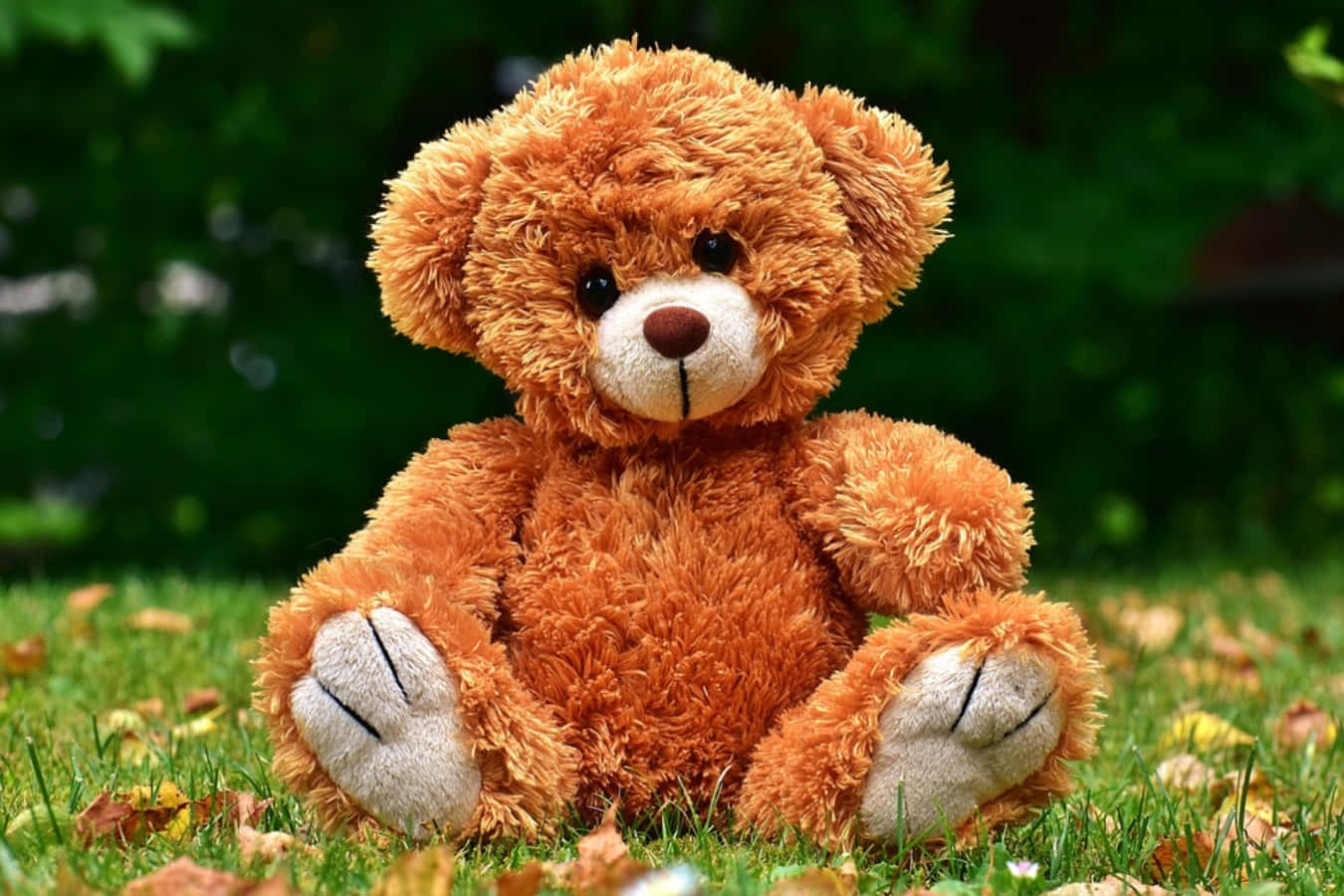 ¡muestratu Lado Tierno Con Este Lindo Oso De Peluche!