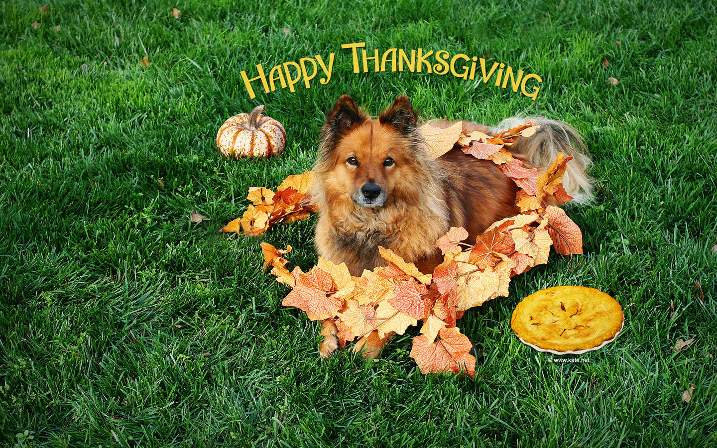 Cute Thanksgiving And Dog Wallpaper