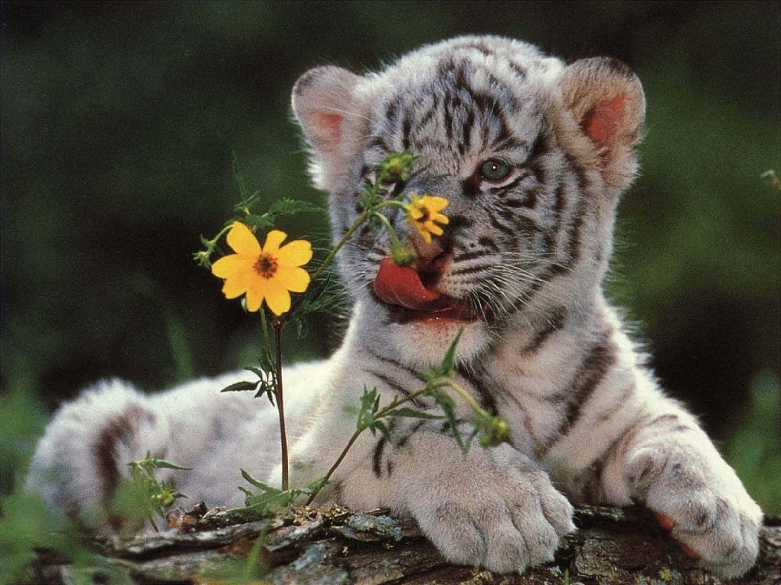 Imagende Un Tierno Tigre Con Una Adorable Flor.