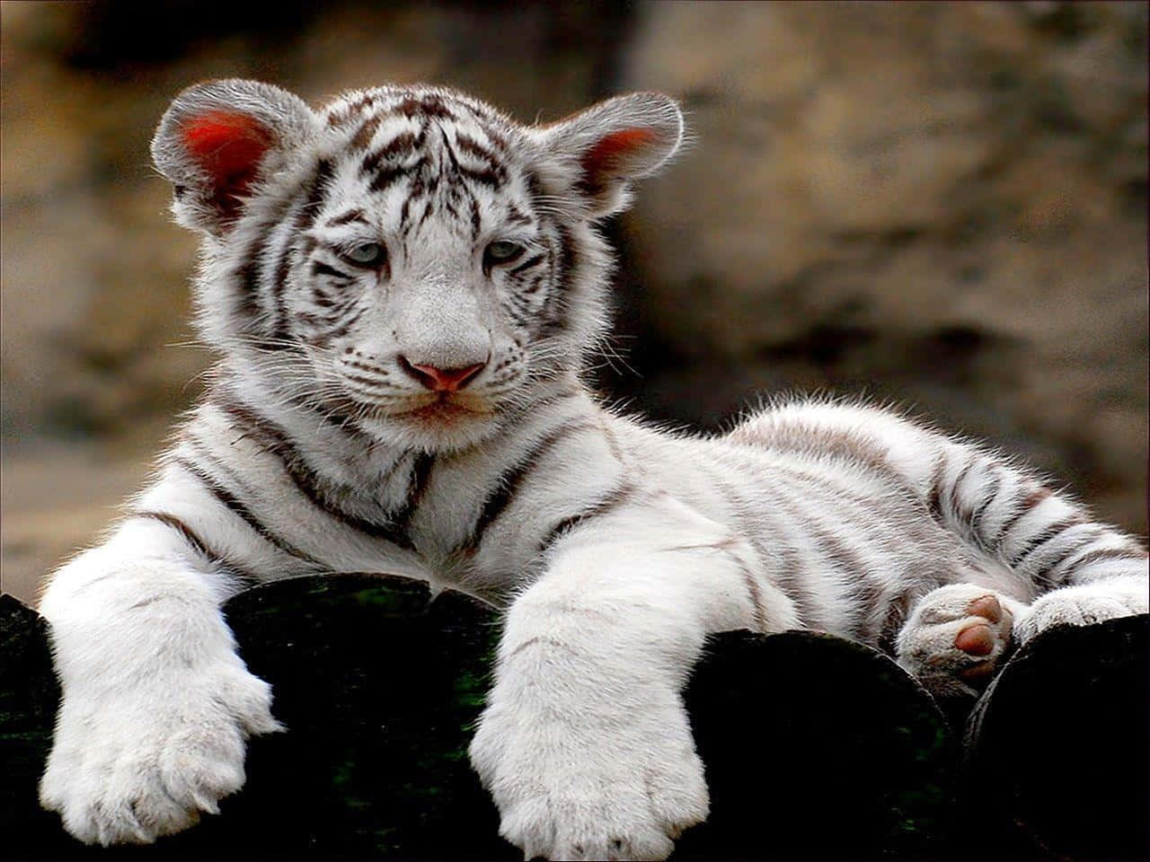Cute Tiger Snow White Picture