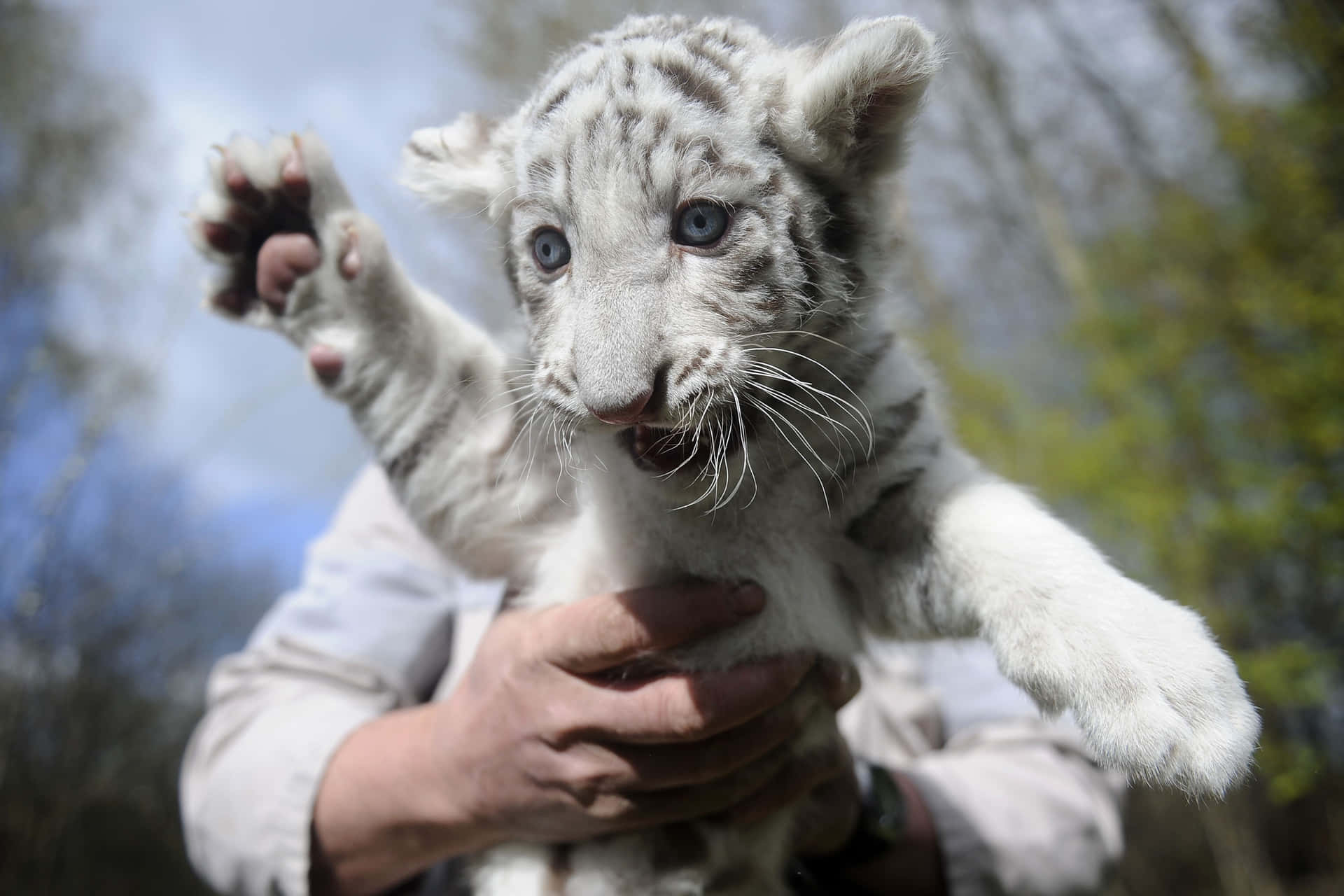 Cute White Baby Tiger Picture
