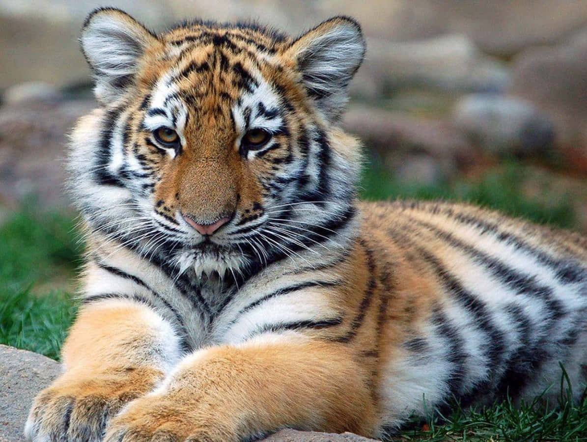 Cute Fluffy Baby Tiger Picture
