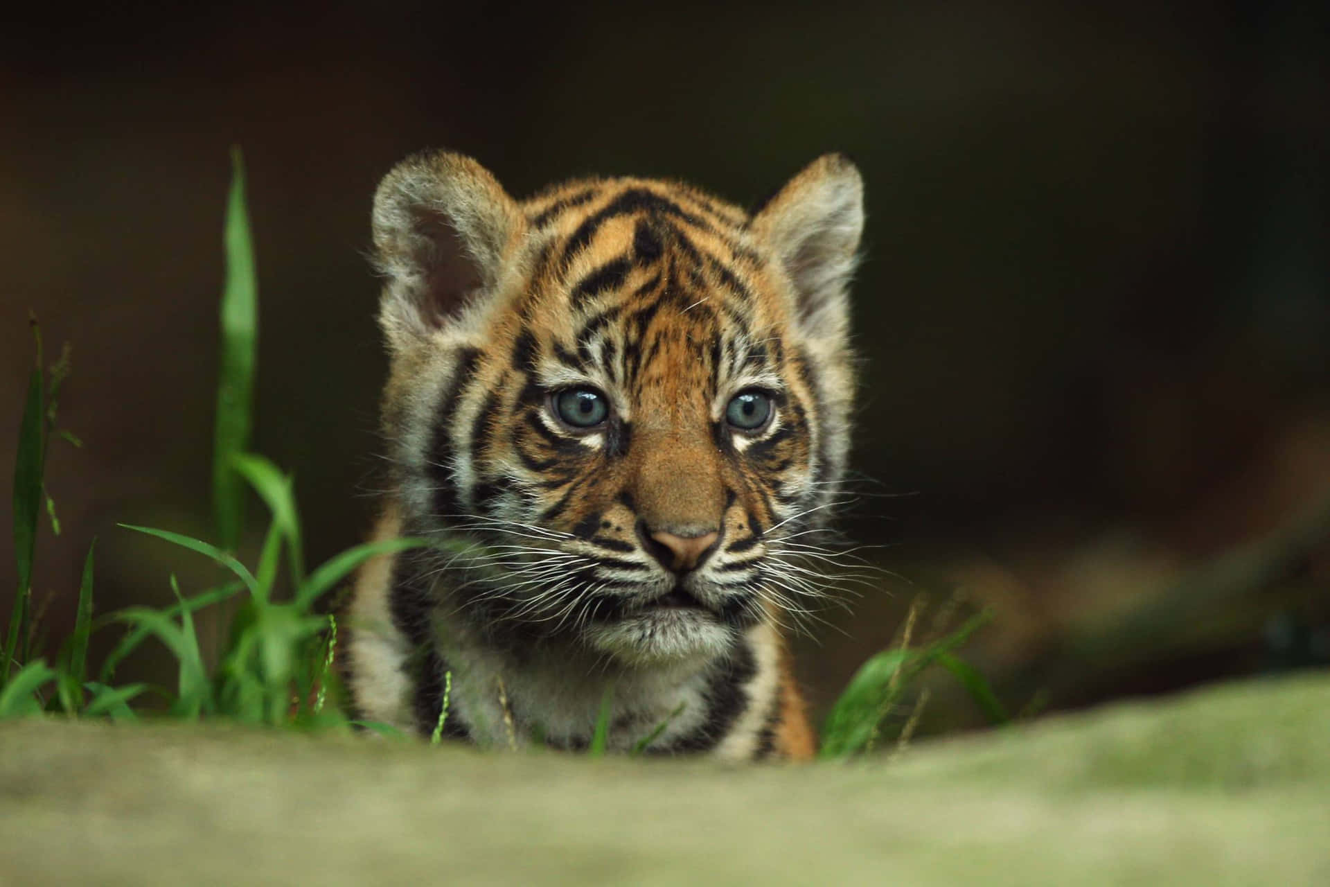 Cute Tiger Curious Eyes Picture