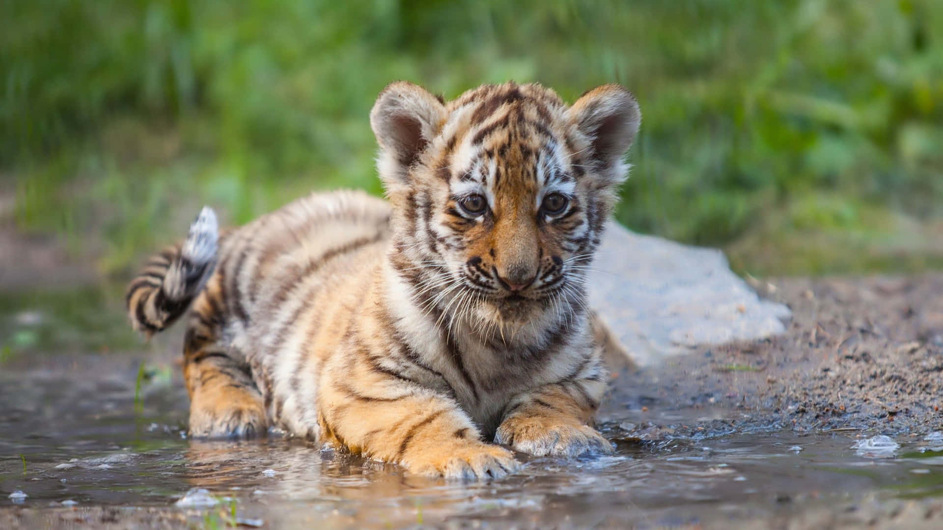 Cute Tiger Playing Puddle Picture