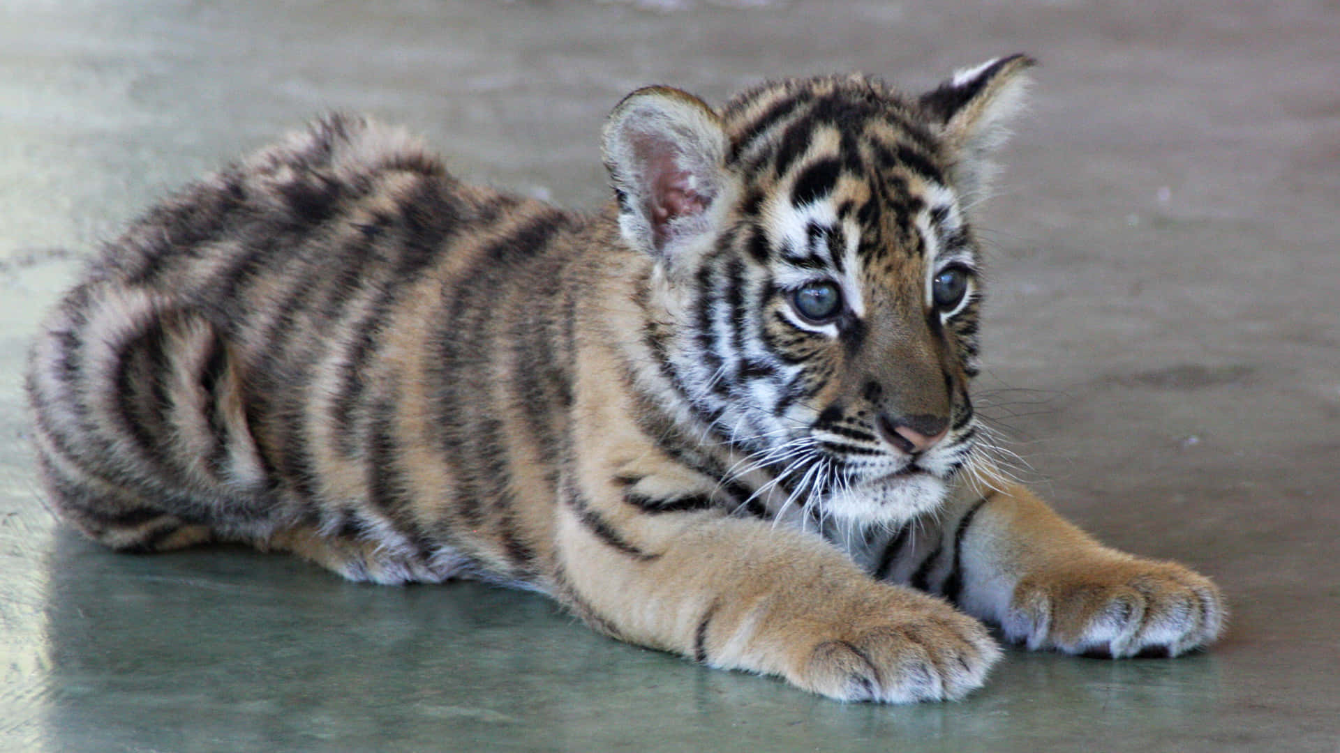Cute Adorable Fat Tiger Picture
