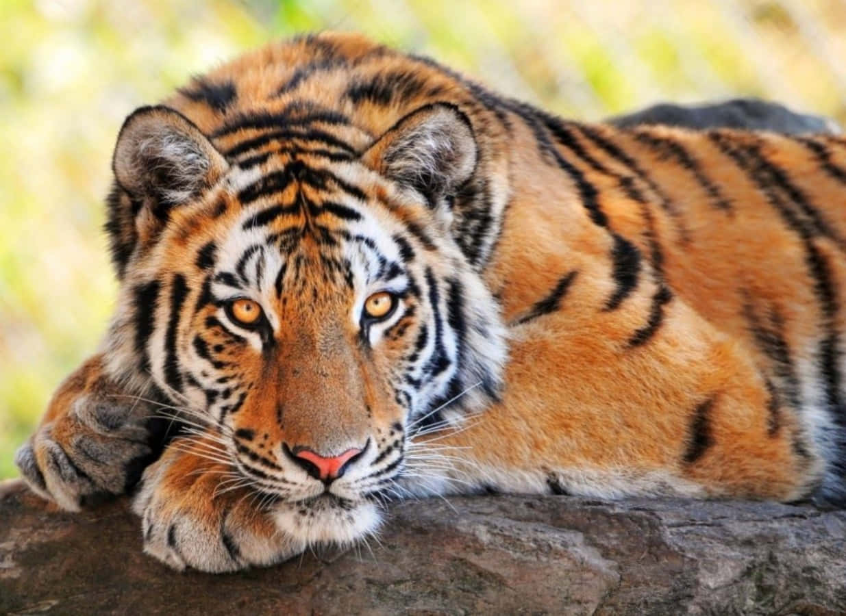 Cute Tiger Adorable Relaxing Picture