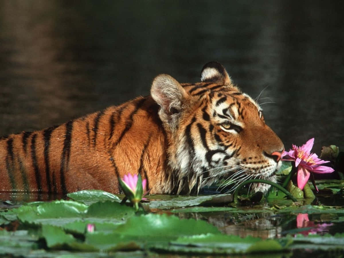 Cute Tiger Swimming Lake Picture