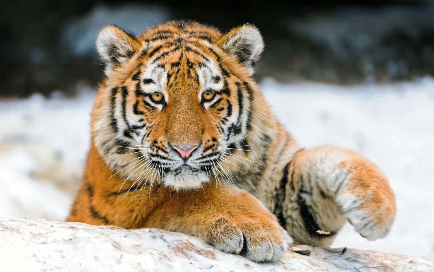 Cute Tiger White Snow Picture