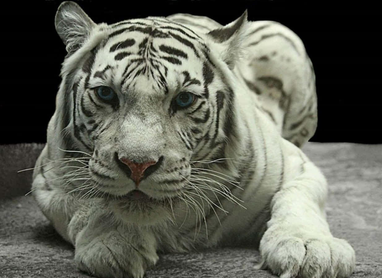 Cute Tiger Cool White Stripes Picture