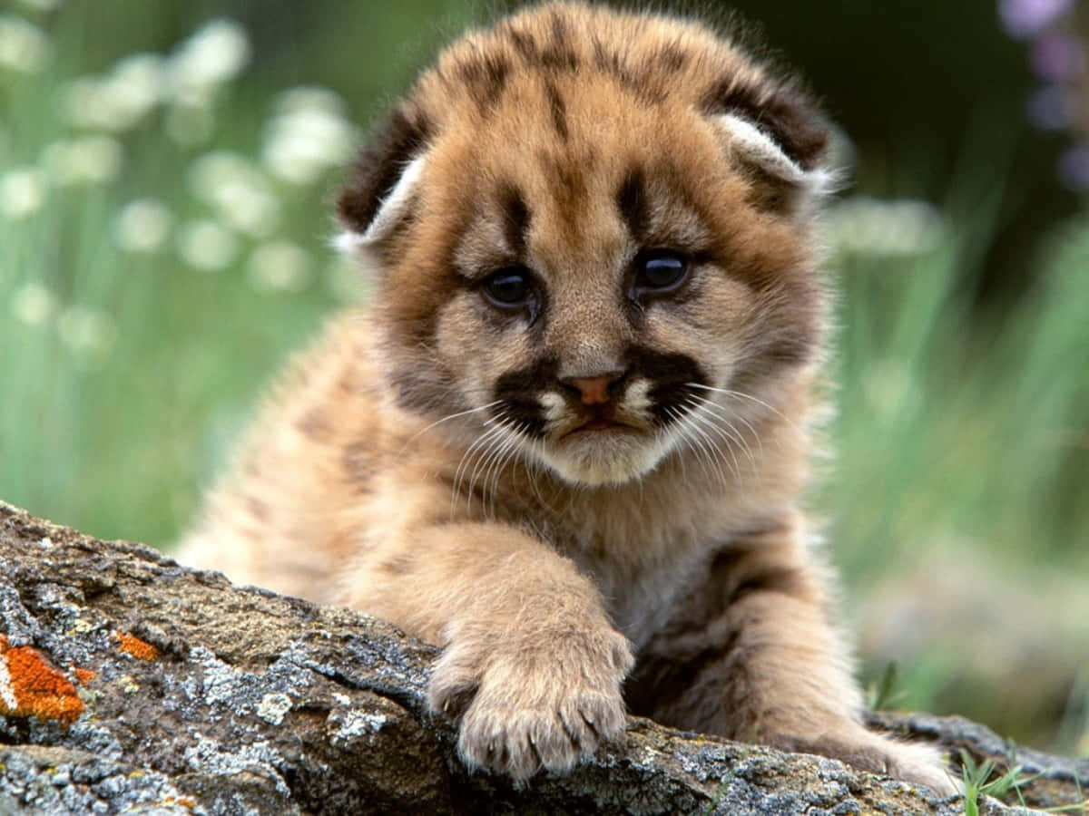 Cute Brown Fluffy Tiger Picture