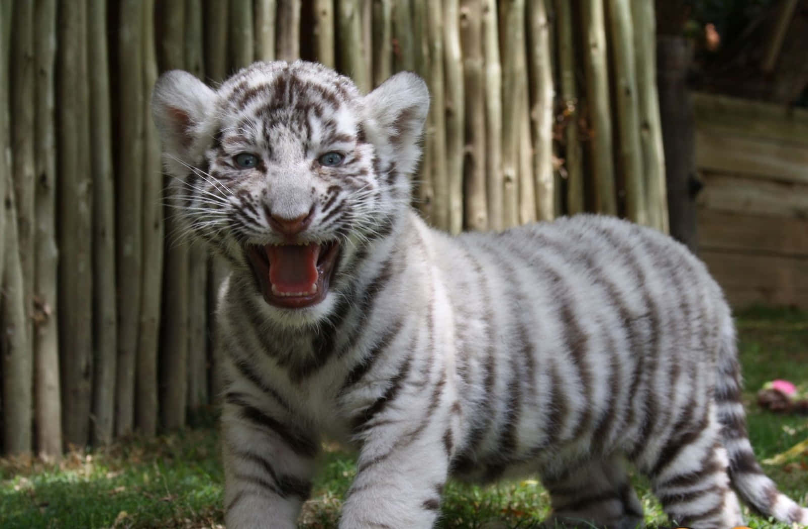 Cute White Roaring Tiger Picture