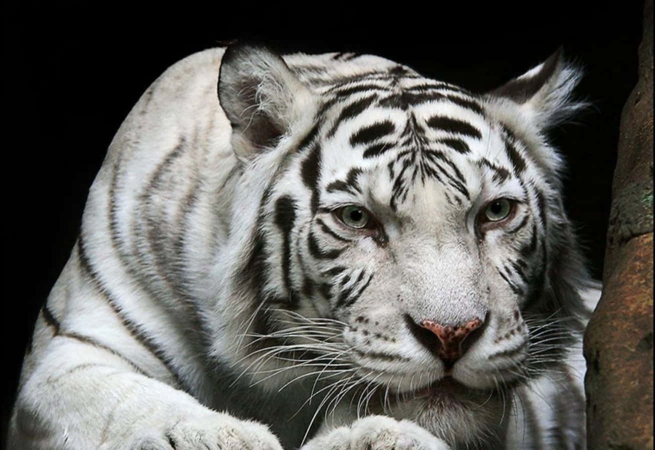 Cute White Curious Tiger Picture