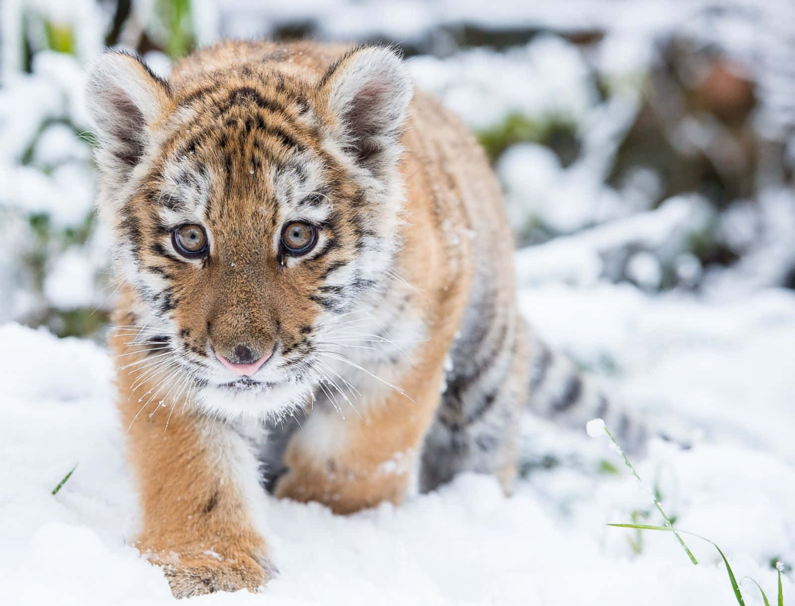 Cute Fluffy Tiger Snow Picture