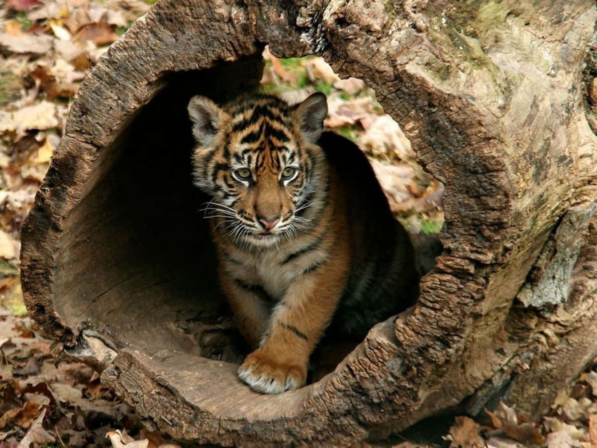 Cute Tiger Log Playing Picture
