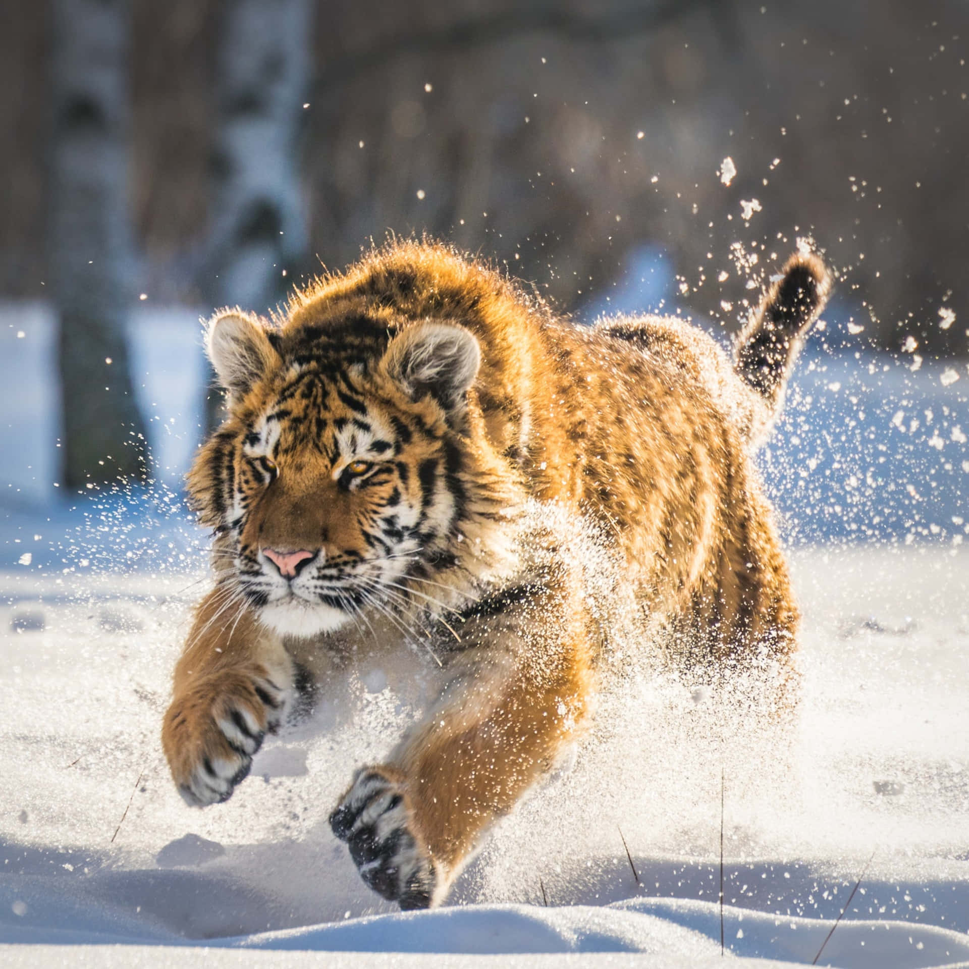 Cute Tiger Snow Running Picture