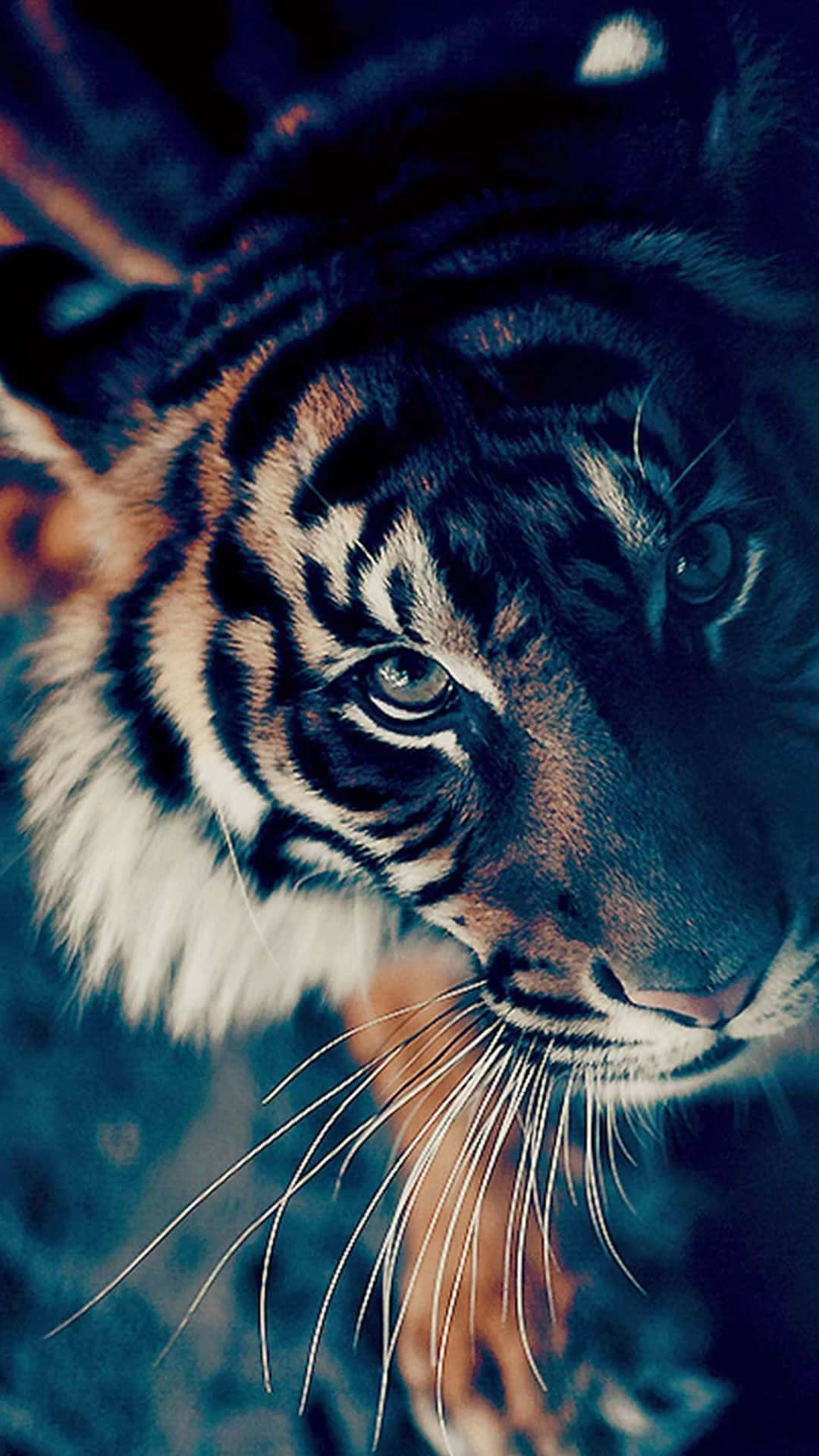 Cute Tiger Amazing Art Picture