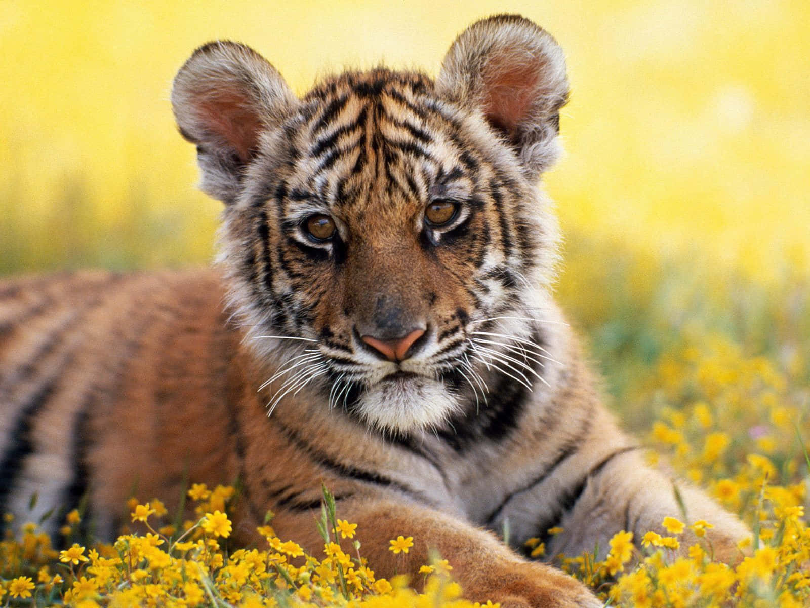 Cute Tiger Round Ears Picture