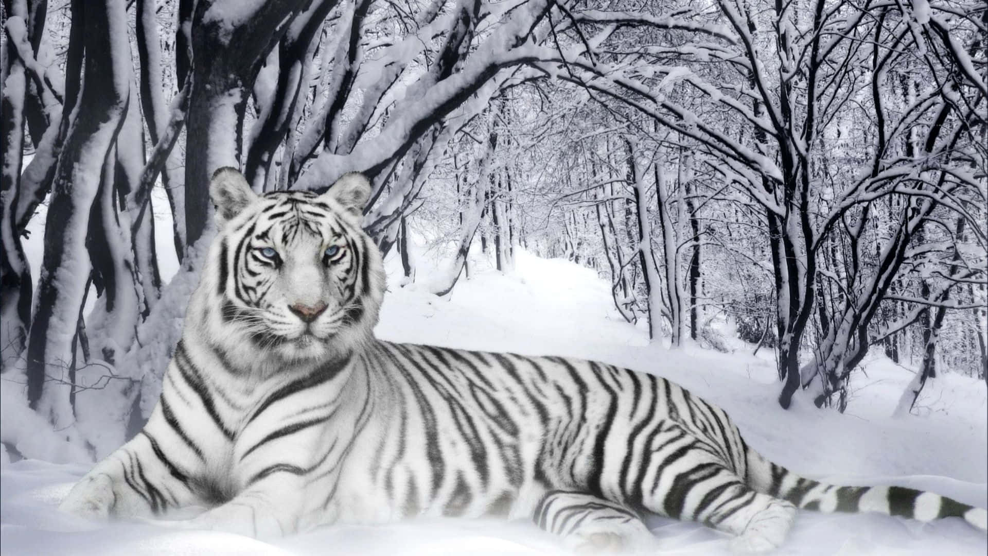 Cute Cool Snow Tiger Picture
