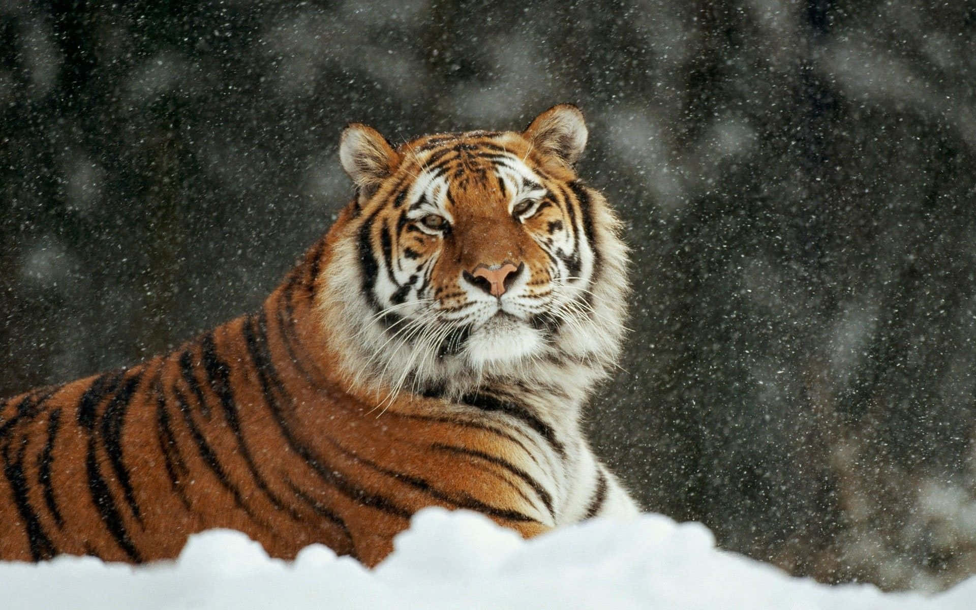 Cute Chubby Tiger Snow Picture