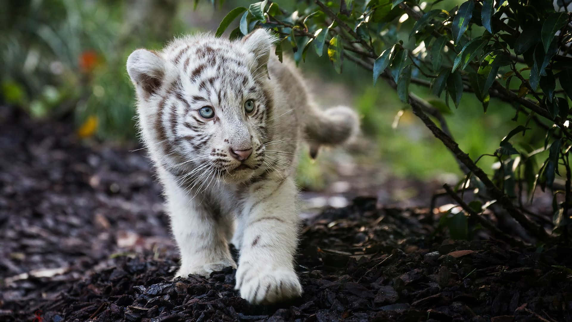 Cute White Tiger Woods Picture