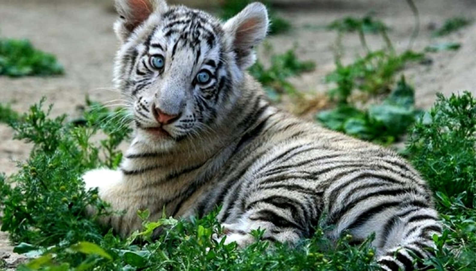 Cute White Stripes Tiger Picture