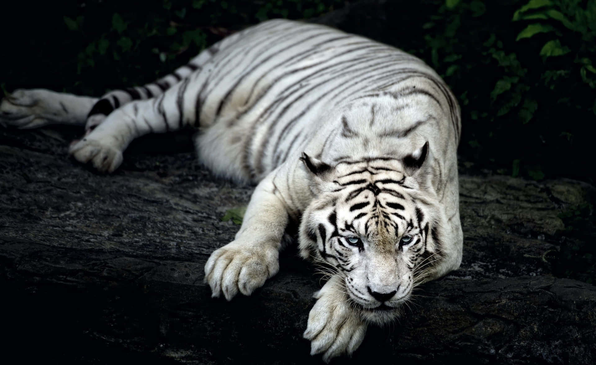Cute Tiger Cool White Picture