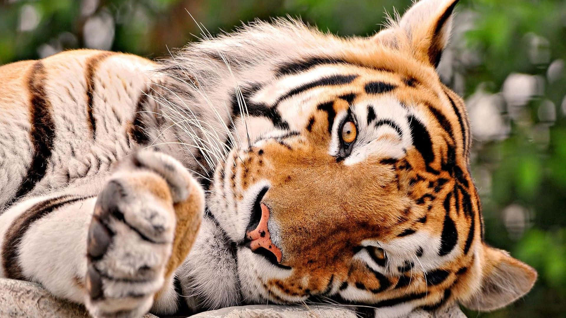 Cute Tiger Sleepy Pose Picture