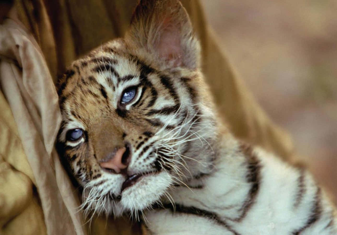 Cute Tiger Grey Eyes Picture