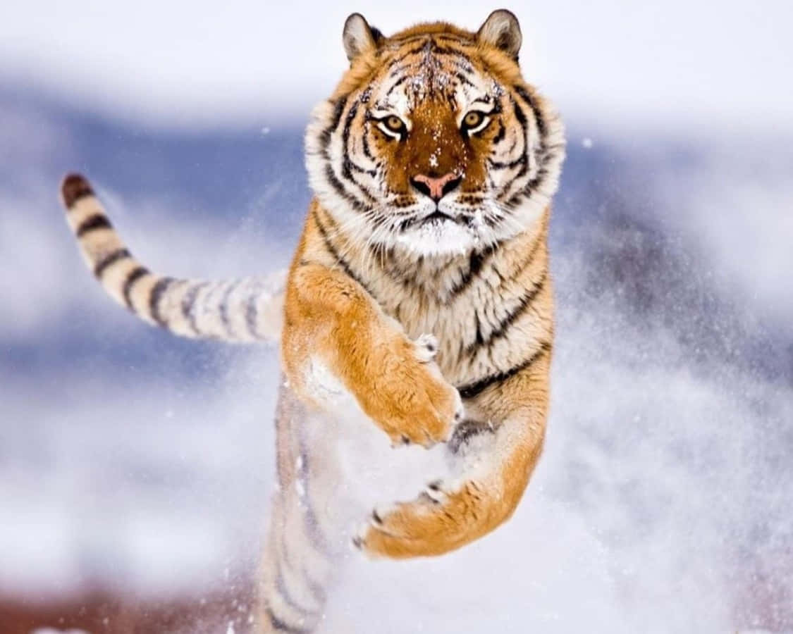 Cute Tiger Jumping Snow Picture