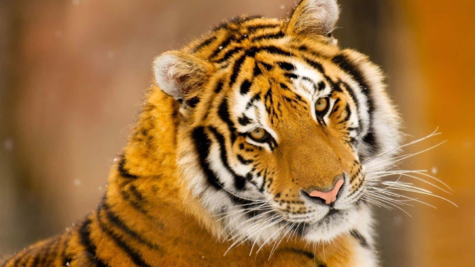 Cute Tiger Majestic Winter Picture