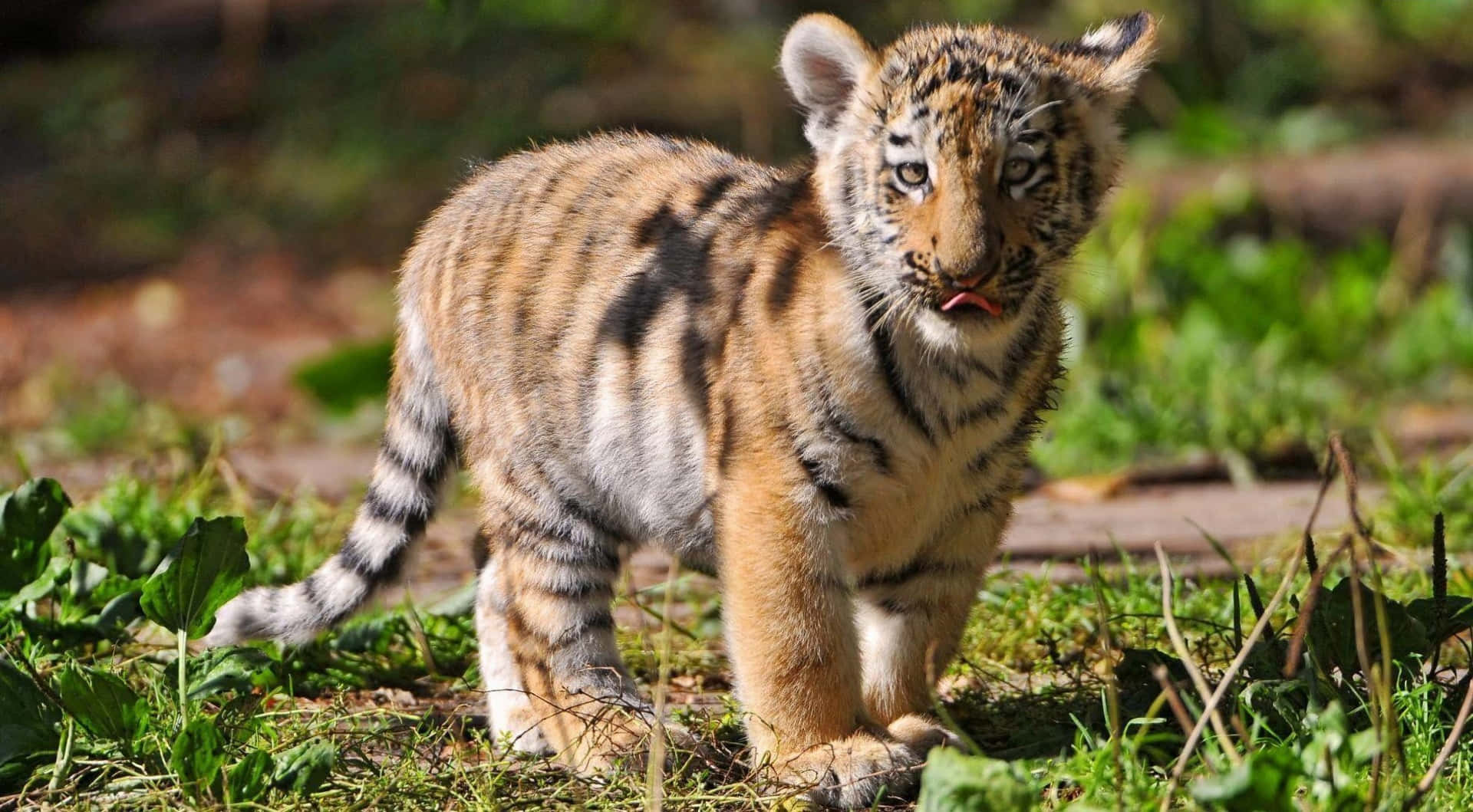 Cute Fluffy Baby Tiger Picture