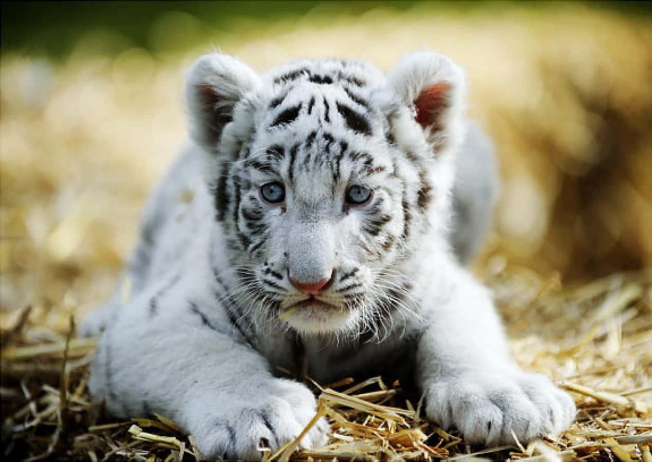 Cute White Fluffy Tiger Picture