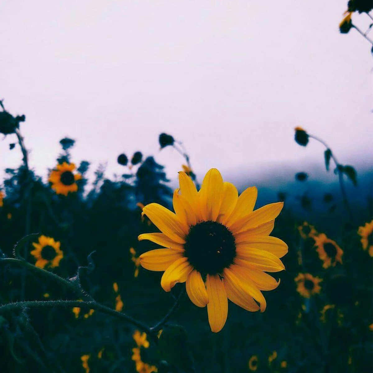 Cute Sunflower Tiktok Profile Picture