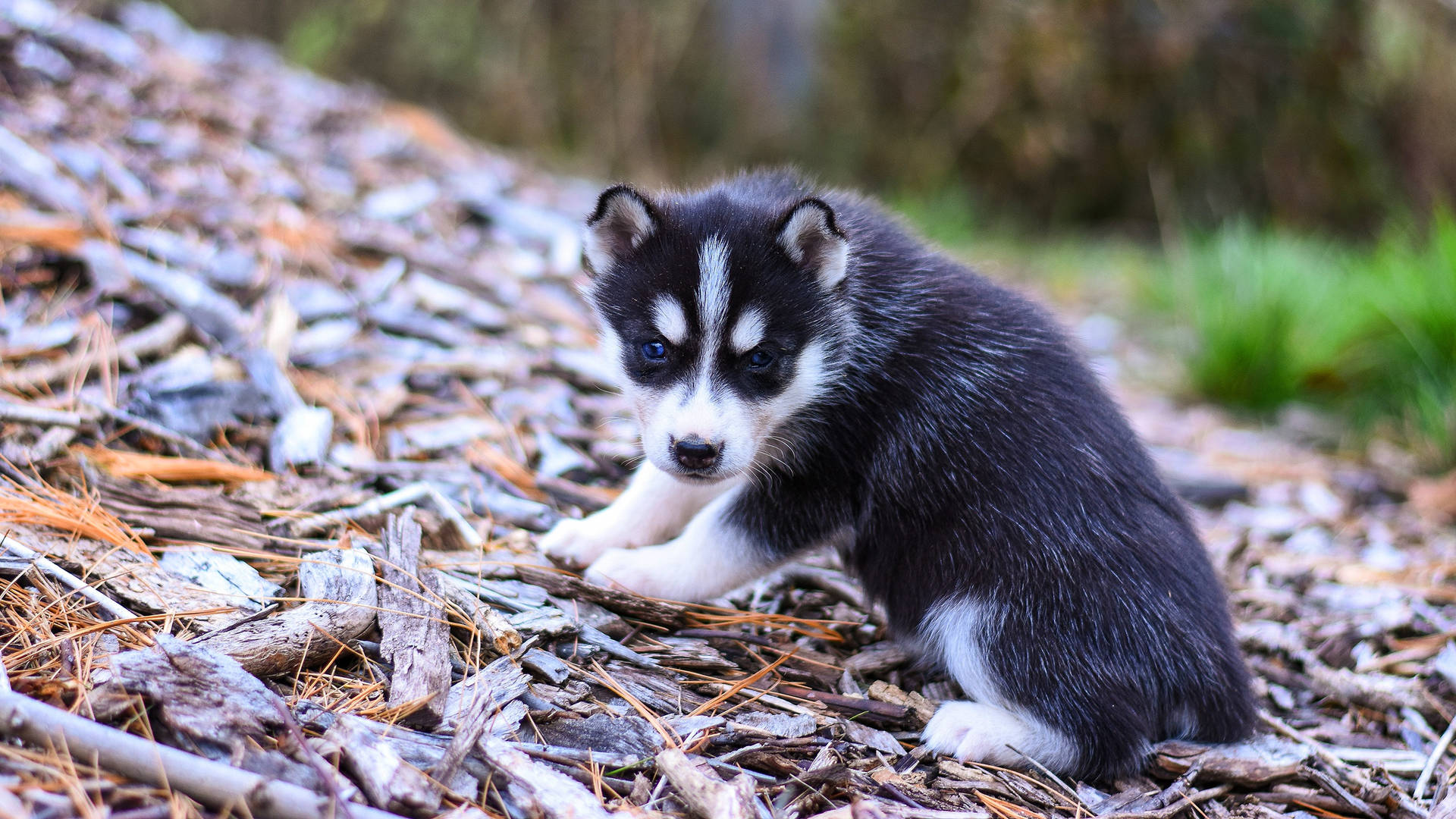 Cute Tiny Husky Dog On Wood Scraps Background