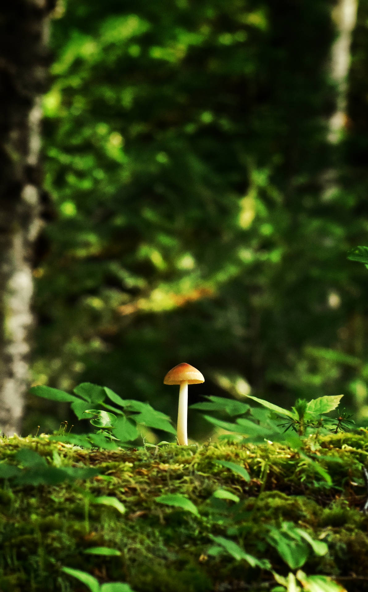 Cute Tiny Mushroom On Mossy Root