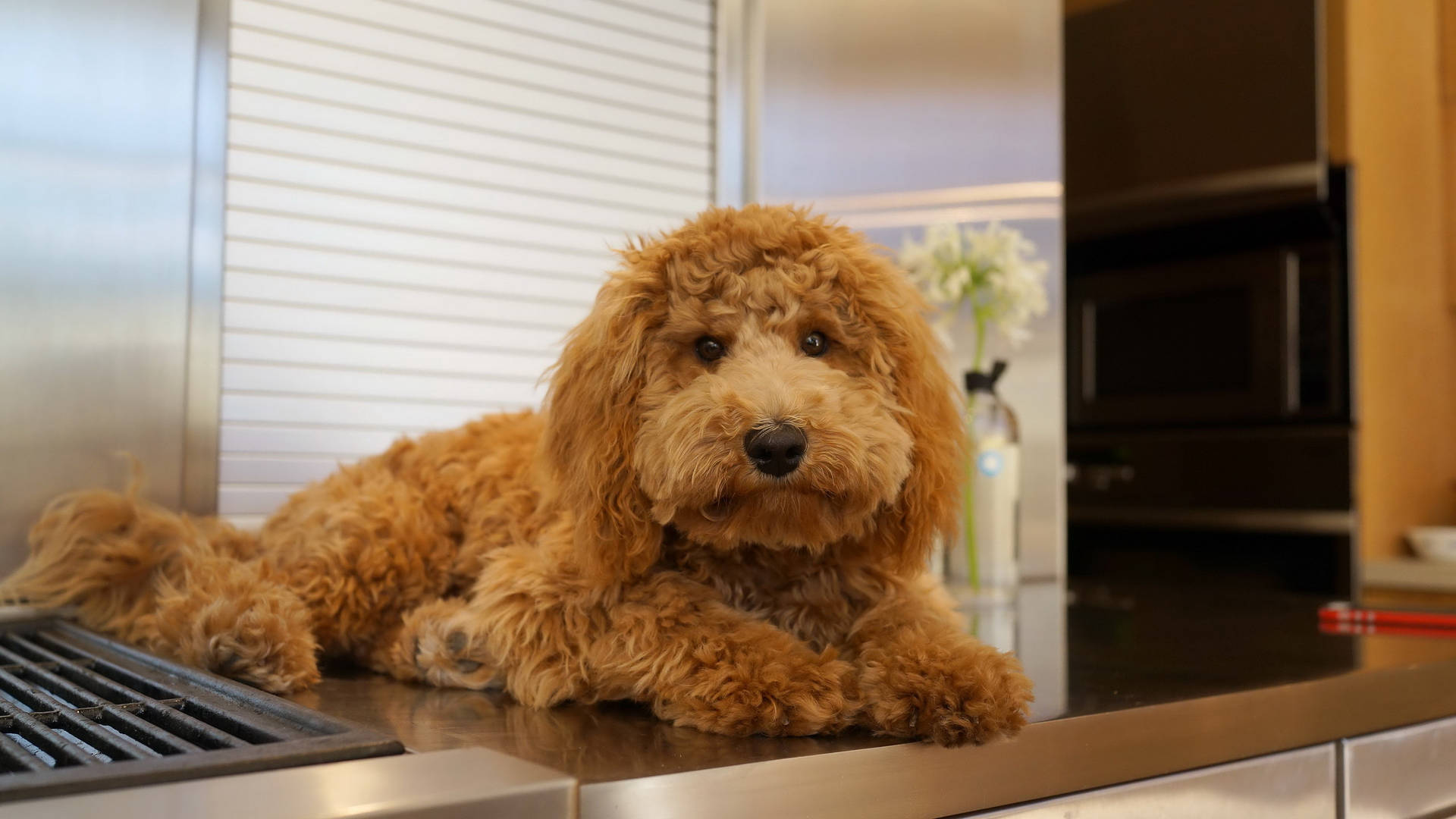 Cute Toy Poodle Dog On Kitchen Counter Background