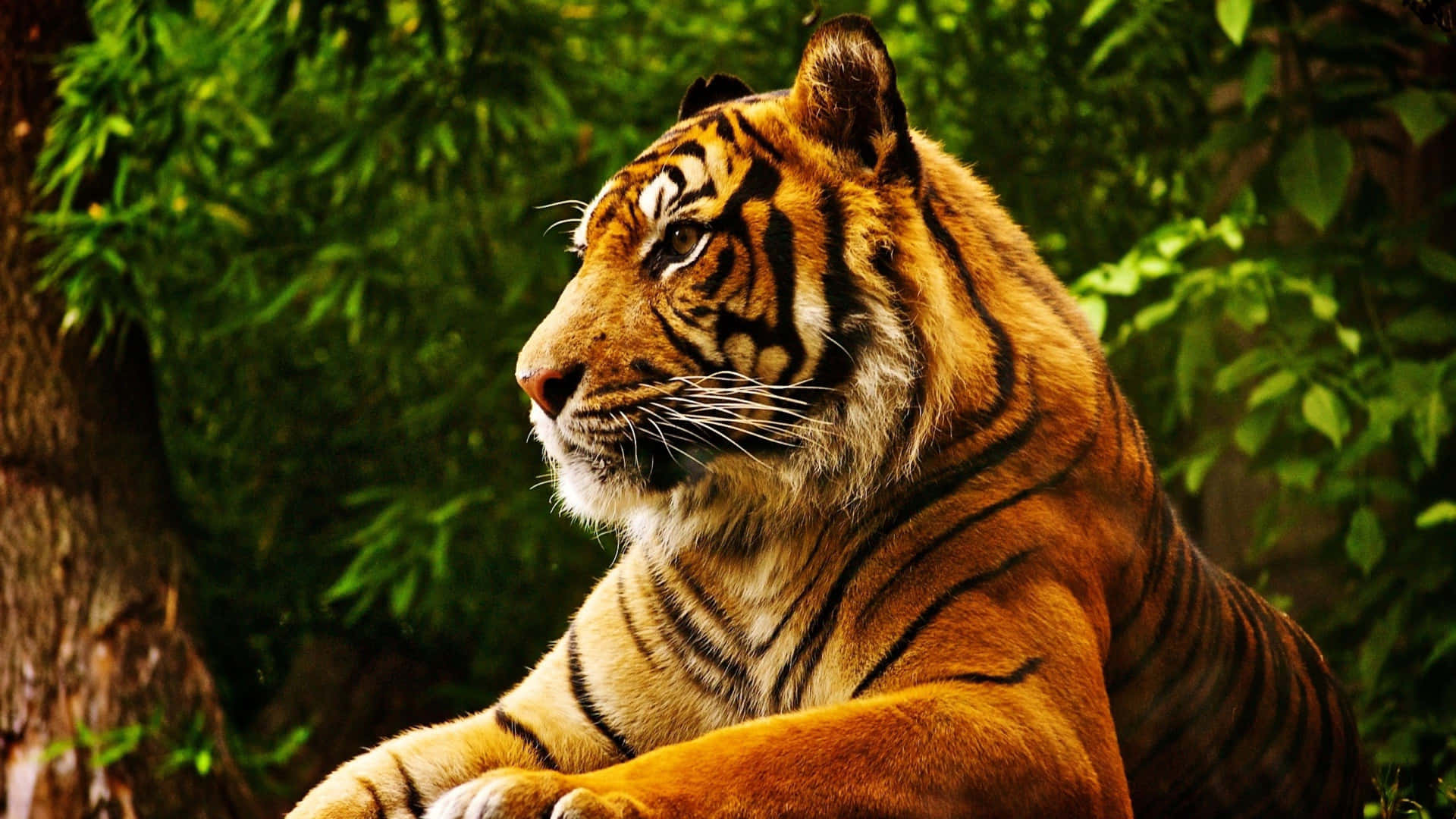 Cute Tropical Tiger Wallpaper