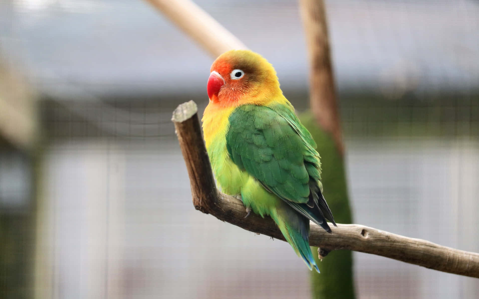 A Green And Yellow Bird Sitting On A Branch Wallpaper