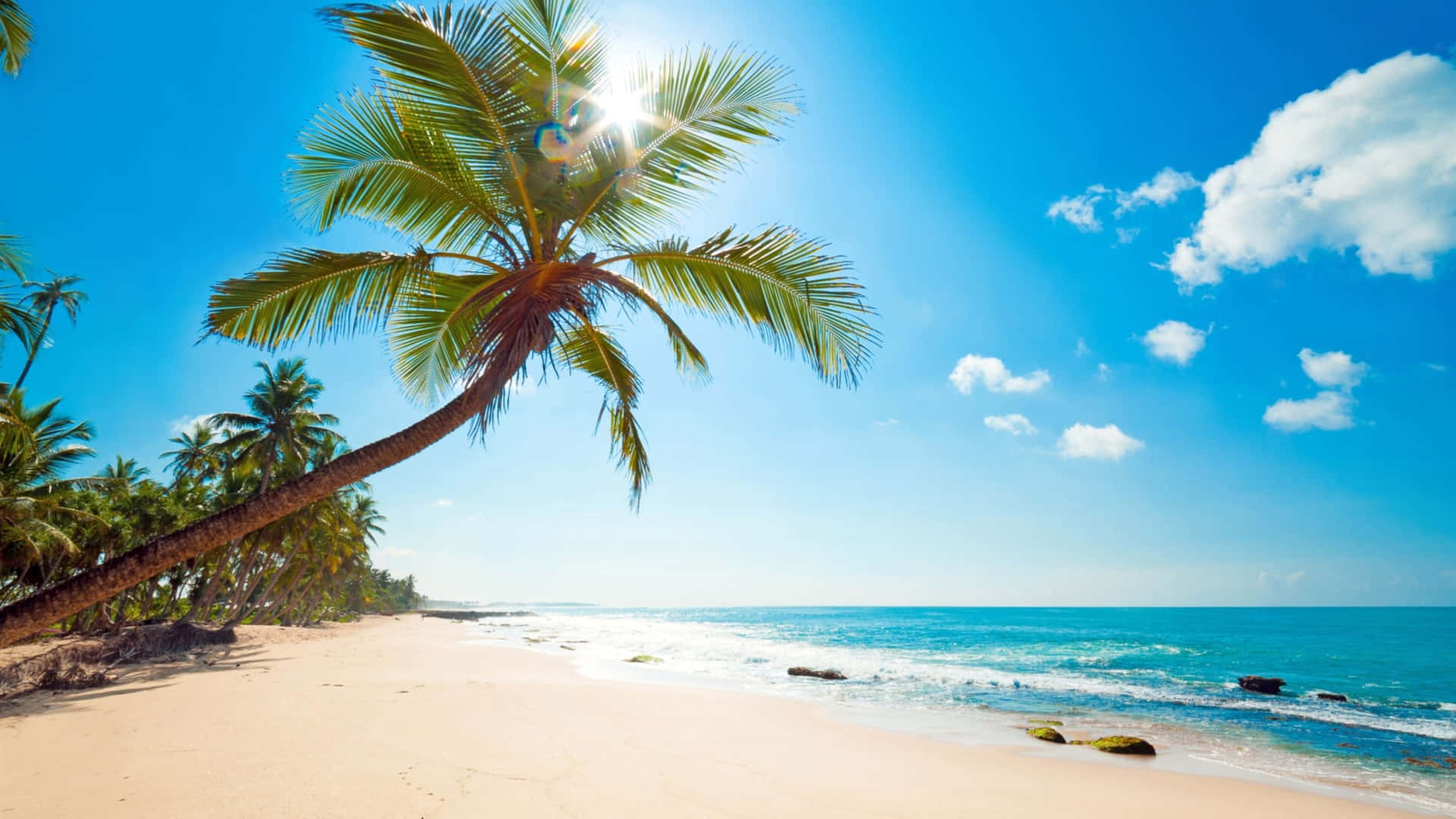 Cute Tropical Island Beach Palm Trees Wallpaper