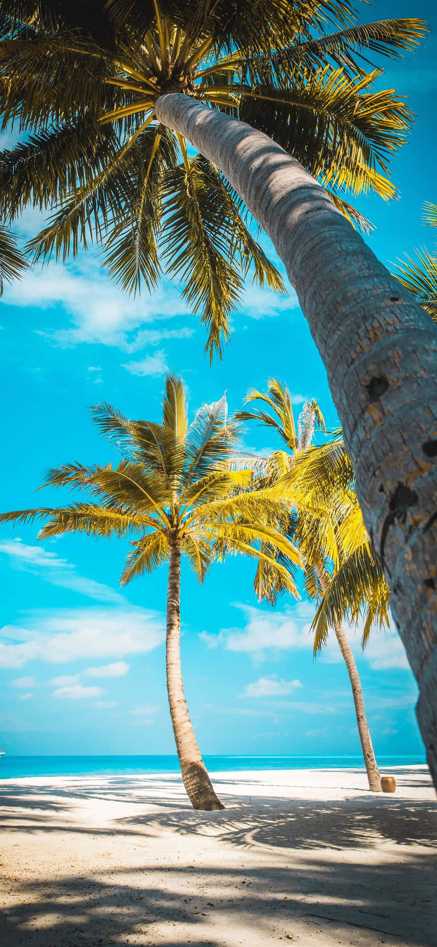a beach with palm trees and blue sky Wallpaper