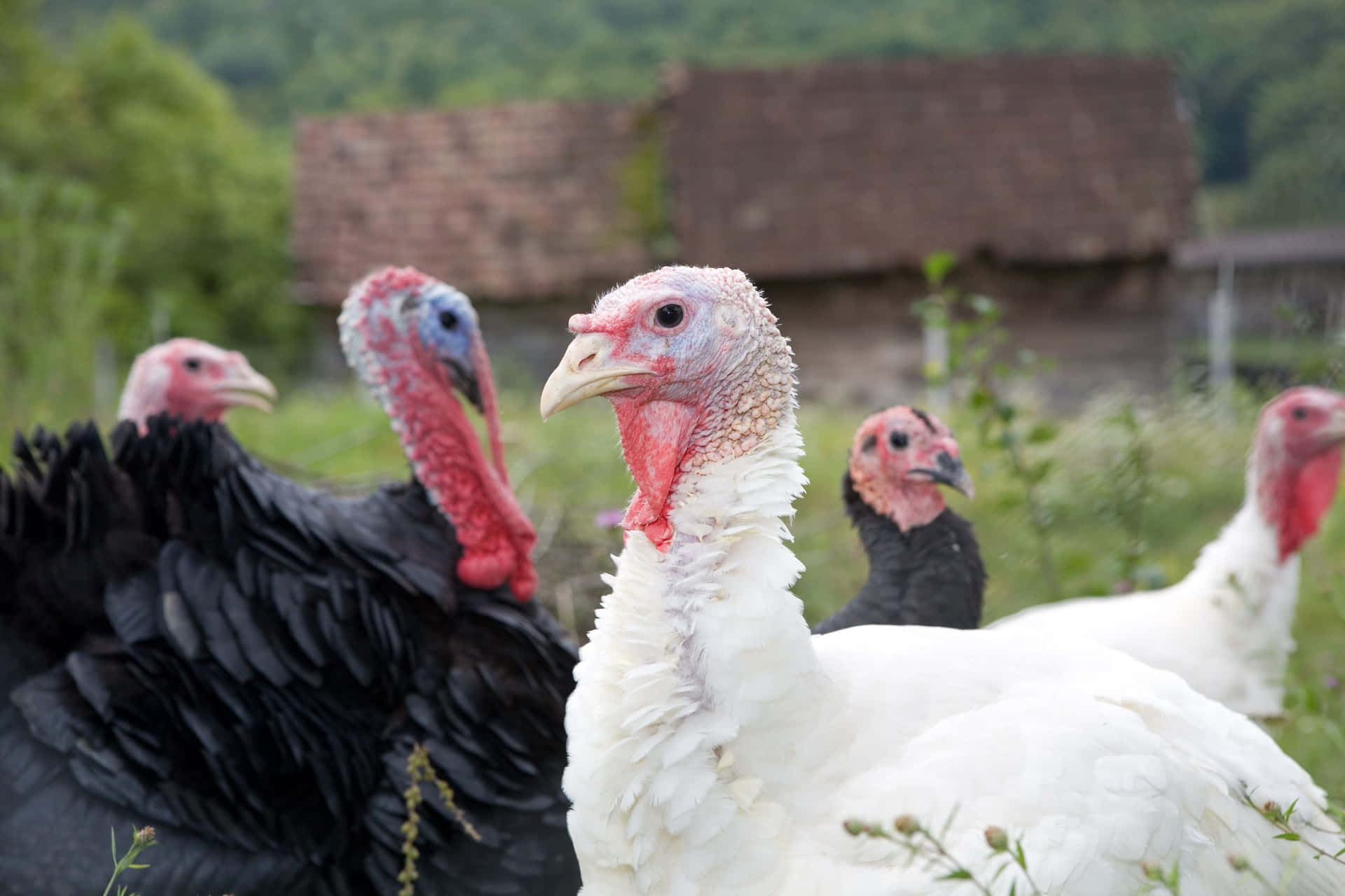Cute Real Turkey Farm Picture