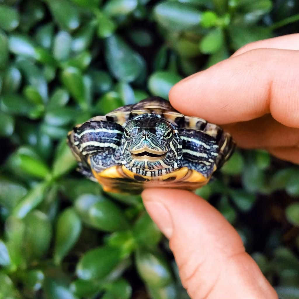 Adorable Cute Turtle