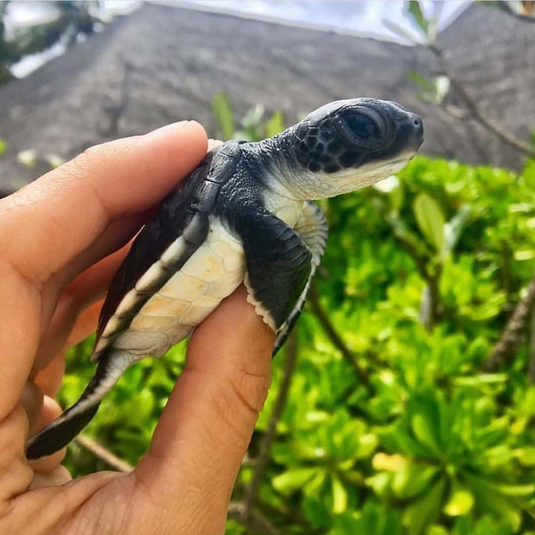 The Cutest Turtle!
