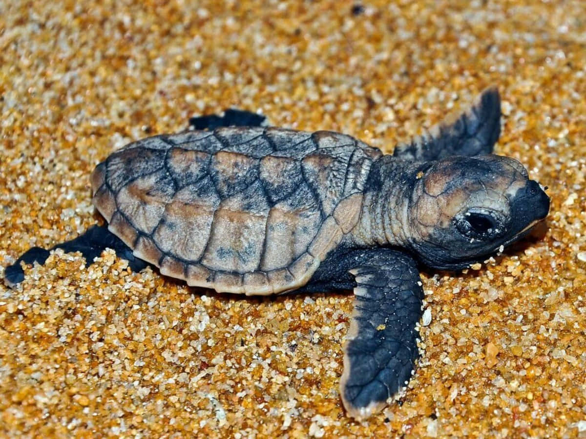 A Small But Mighty Cute Turtle