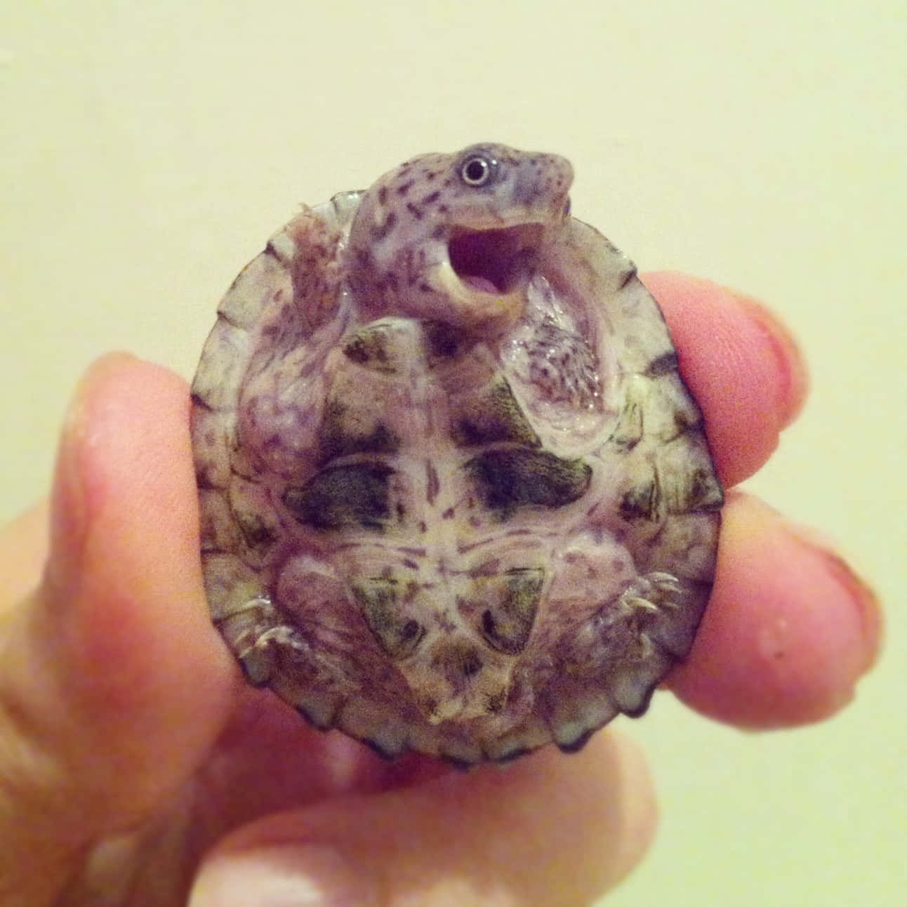 "An adorable baby turtle"