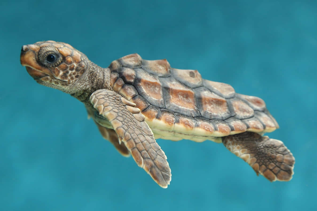 Ensöt Liten Havssköldpadda Som Tittar Upp Mot Kameran