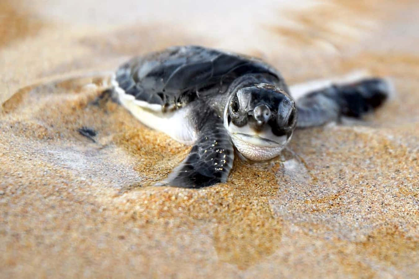 A Cute Turtle Kissing a Rock