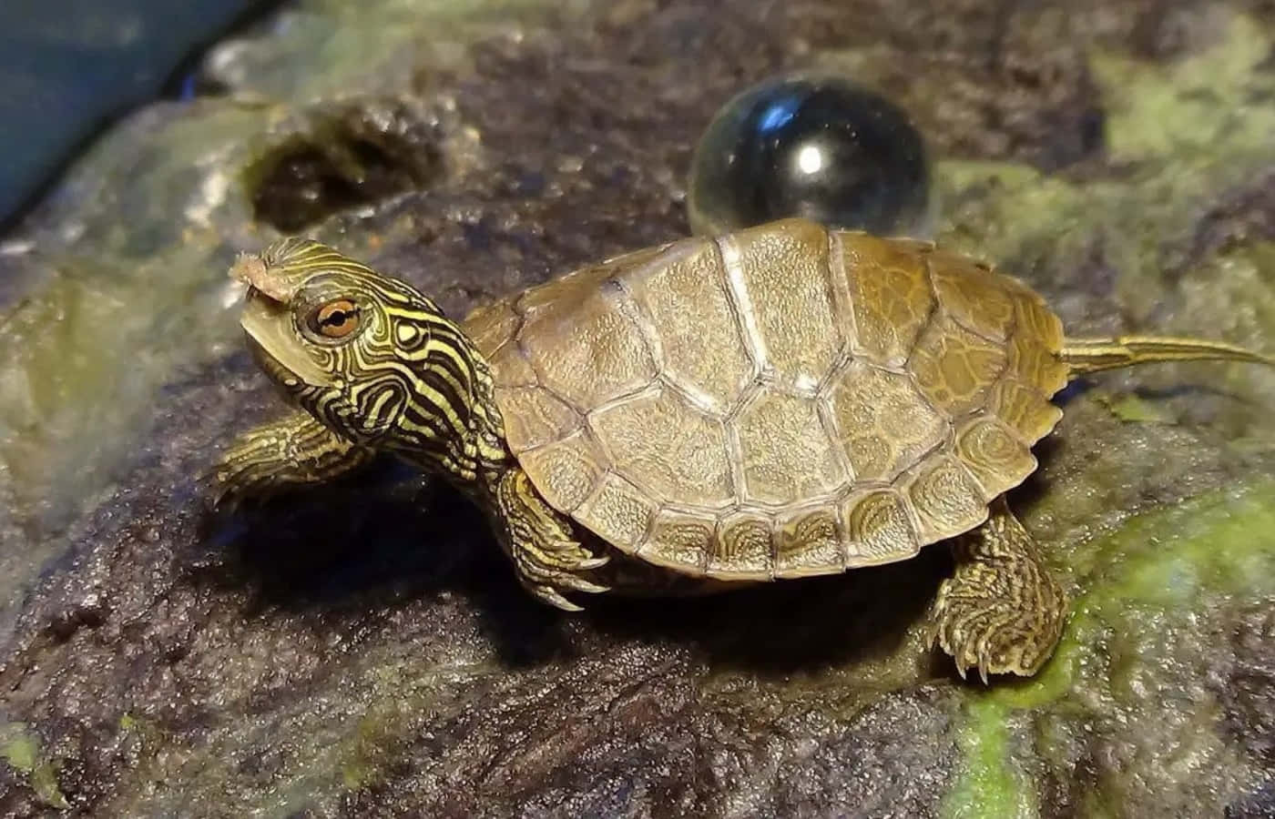 Eineliebenswerte Schildkröte, Um Deinen Tag Aufzuhellen