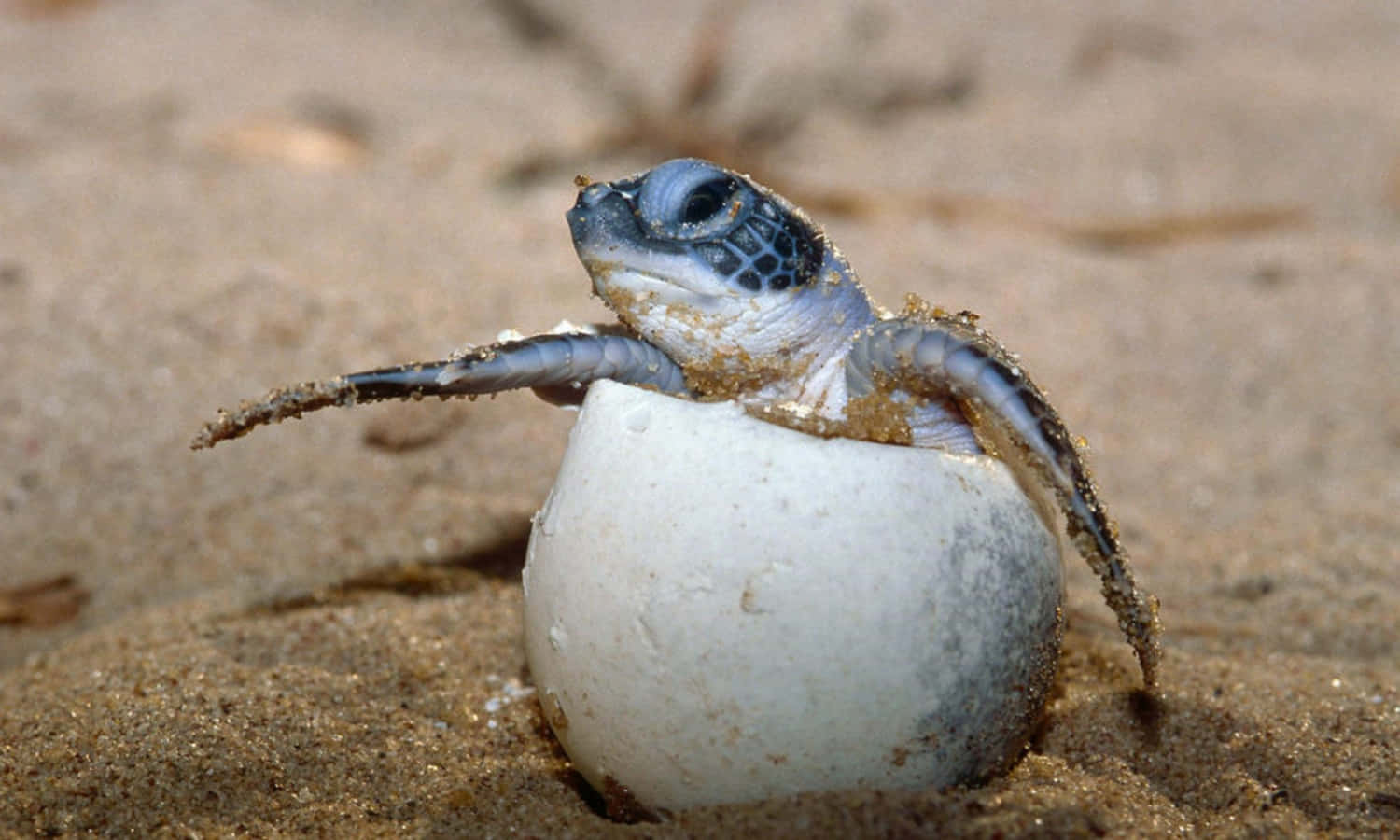 Need Something Cute? Check Out This Adorable Little Turtle!